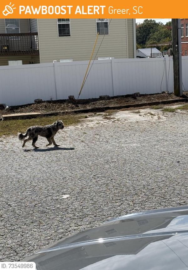 Found/Stray Unknown Dog last seen Pennsylvania st across from vintage saddle coffee company, Greer, SC 29651