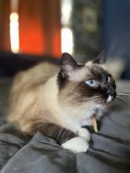 Lost Female Cat last seen Near Seabreeze Drive, Greenacres, FL 33467