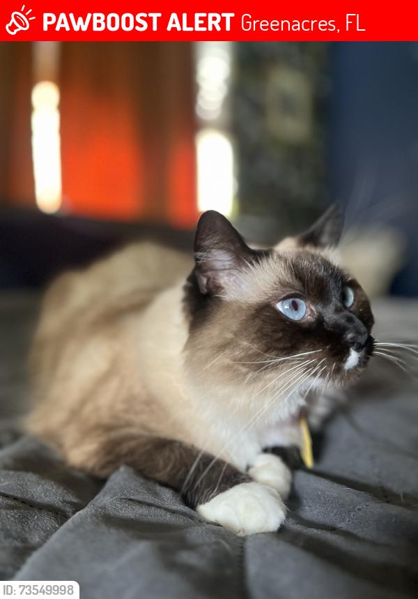 Lost Female Cat last seen Near Seabreeze Drive, Greenacres, FL 33467