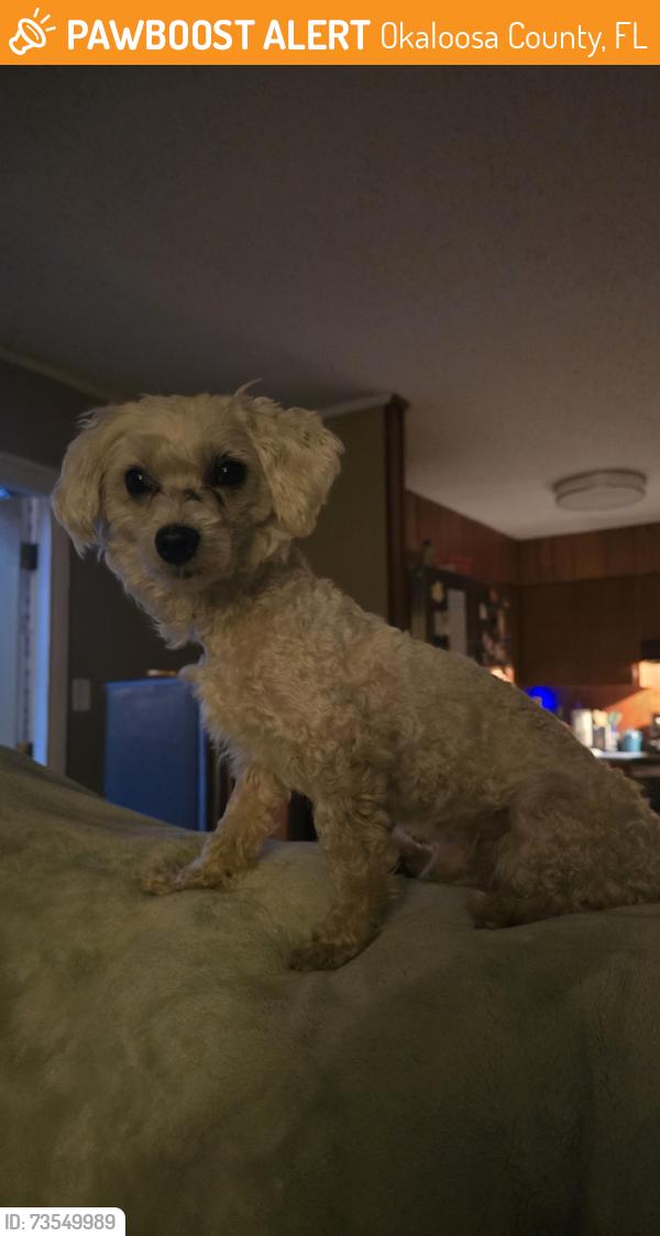 Found/Stray Male Dog last seen W. Casa Loma Dr, Mary Esther, FL, Okaloosa County, FL 32569