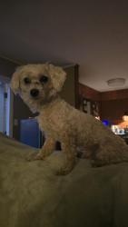 Found/Stray Male Dog last seen W. Casa Loma Dr, Mary Esther, FL, Okaloosa County, FL 32569