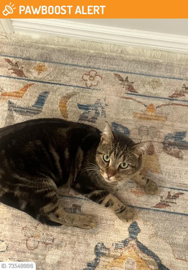 Found/Stray Male Cat last seen St john side rd, Whitchurch-Stouffville, ON L4A 4G3