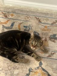 Found/Stray Male Cat last seen St john side rd, Whitchurch-Stouffville, ON L4A 4G3