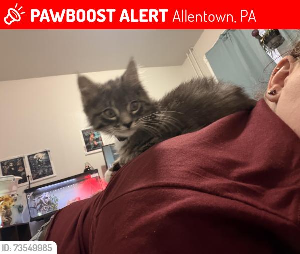 Lost Female Cat last seen 4th, Allentown, PA 18102
