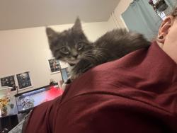 Lost Female Cat last seen 4th, Allentown, PA 18102