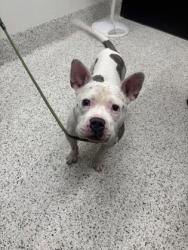 Shelter Stray Male Dog last seen 4701-40E FLAT SHOALS RD, Union City, GA, 1251 Fulton Industrial Blvd NW, Atlanta, GA 30336, USA