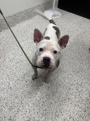 Shelter Stray Male Dog last seen 4701-40E FLAT SHOALS RD, Union City, GA, 1251 Fulton Industrial Blvd NW, Atlanta, GA 30336, USA