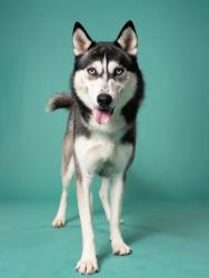Shelter Stray Male Dog last seen Near Pisgah Road SW, Other, GA, 1251 Fulton Industrial Blvd NW, Atlanta, GA 30336, USA