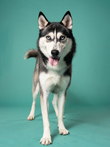 Shelter Stray Male Dog last seen Near Pisgah Road SW, Other, GA, 1251 Fulton Industrial Blvd NW, Atlanta, GA 30336, USA