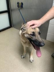 Shelter Stray Female Dog last seen , , TX, 355 Hillshire Dr, Haslet, TX 76052, USA