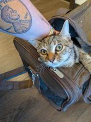 Shelter Stray Female Cat last seen Near OGLETHORPE AVE SW, Atlanta, GA, 1251 Fulton Industrial Blvd NW, Atlanta, GA 30336, USA