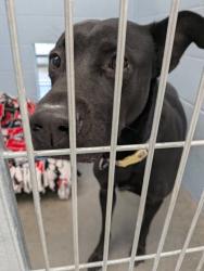 Shelter Stray Female Dog last seen Barland St and Talmadge St, City of Eau Claire, WI, 3900 Old Town Hall Rd, Eau Claire, WI 54701, USA