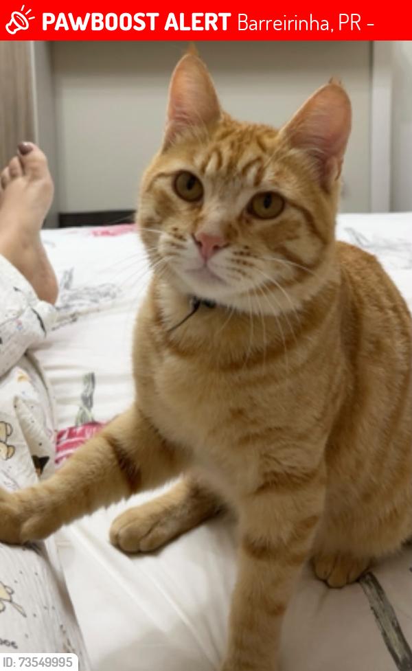 Lost Male Cat last seen Rua Theodoro Makiolka, 4498, Barreirinha, Barreirinha, PR 82710-130
