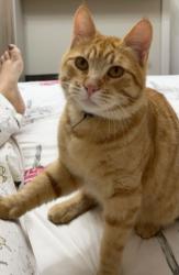 Lost Male Cat last seen Rua Theodoro Makiolka, 4498, Barreirinha, Barreirinha, PR 82710-130