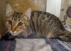 Shelter Stray Male Cat last seen N Nantucket Ave & W Browning Ave, Fresno Zone Fresno CO 2 93704, CA, 1510 W Dan Ronquillo Dr, Fresno, CA 93706, USA