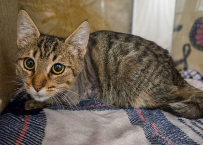 Shelter Stray Male Cat last seen N Nantucket Ave & W Browning Ave, Fresno Zone Fresno CO 2 93704, CA, 1510 W Dan Ronquillo Dr, Fresno, CA 93706, USA