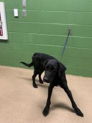 Shelter Stray Male Dog last seen Near Highway 29 S, 29684, Anderson County, SC, 1320 US-29, Anderson, SC 29626, USA