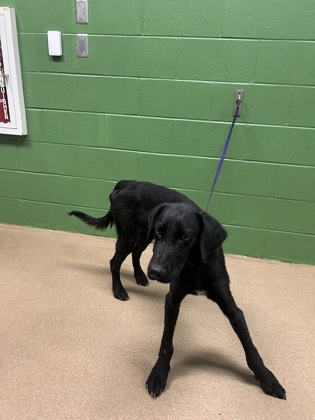 Shelter Stray Male Dog last seen Near Highway 29 S, 29684, Anderson County, SC, 1320 US-29, Anderson, SC 29626, USA