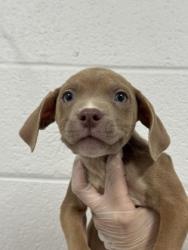 Shelter Stray Male Dog last seen Near N Ellwood, 21205, MD, 2490 Giles Rd, Baltimore, MD 21225, USA
