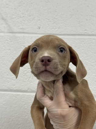Shelter Stray Male Dog last seen Near N Ellwood, 21205, MD, 2490 Giles Rd, Baltimore, MD 21225, USA