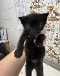 Shelter Stray Male Cat last seen N Ann St & E Baltimore St, 21231, MD, 2490 Giles Rd, Baltimore, MD 21225, USA