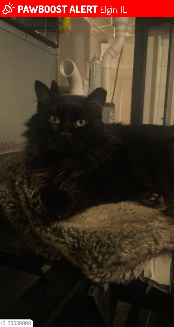 Lost Male Cat last seen N Spring and Slade. Elgin IL, Elgin, IL 60120