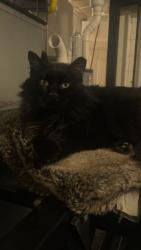 Lost Male Cat last seen N Spring and Slade. Elgin IL, Elgin, IL 60120