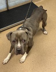 Shelter Stray Male Dog last seen , , GA, 3280 Chamblee Dunwoody Rd, Chamblee, GA 30341, USA
