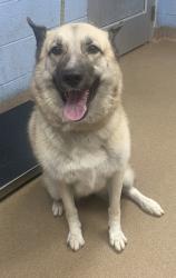 Shelter Stray Female Dog last seen Near Waldrop Cove Bulding 13, 30034, GA, 3280 Chamblee Dunwoody Rd, Chamblee, GA 30341, USA