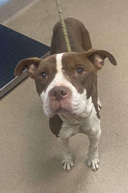 Shelter Stray Male Dog last seen Near Trent Walk Dr, 30038, GA, 3280 Chamblee Dunwoody Rd, Chamblee, GA 30341, USA