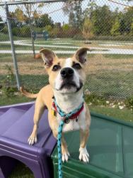 Shelter Stray Male Dog last seen Near Columbia, 4th District, OH, 9203 Detroit Ave, Cleveland, OH 44102, USA
