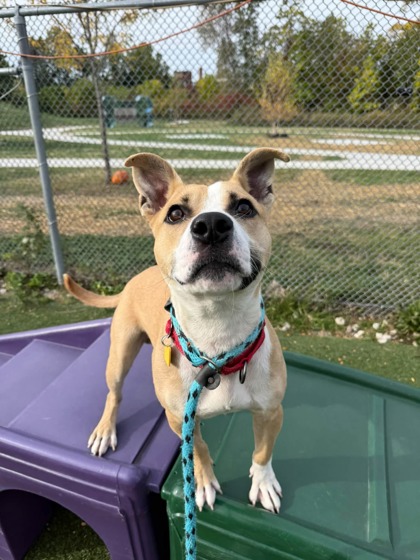 Shelter Stray Male Dog last seen Near Columbia, 4th District, OH, 9203 Detroit Ave, Cleveland, OH 44102, USA