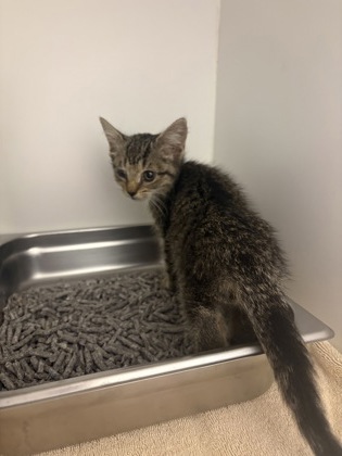 Shelter Stray Unknown Cat last seen Alexandria, VA 22309, M.WashingtonSt & AugustineDr, Fairfax County, VA, 4500 West Ox Rd, Fairfax, VA 22030, USA