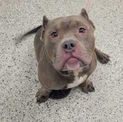 Shelter Stray Male Dog last seen Near Wabash Ave, 64127, MO, 7077 Elmwood Ave, Kansas City, MO 64132, USA