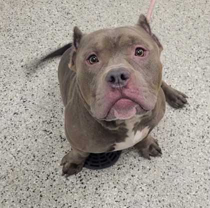 Shelter Stray Male Dog last seen Near Wabash Ave, 64127, MO, 7077 Elmwood Ave, Kansas City, MO 64132, USA