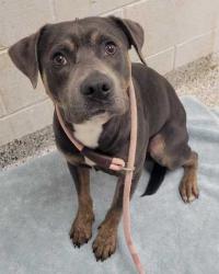 Shelter Stray Male Dog last seen Near Topping Ave, 64129, MO, 7077 Elmwood Ave, Kansas City, MO 64132, USA