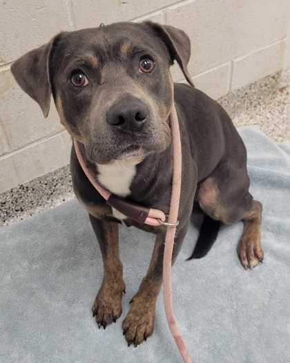 Shelter Stray Male Dog last seen Near Topping Ave, 64129, MO, 7077 Elmwood Ave, Kansas City, MO 64132, USA