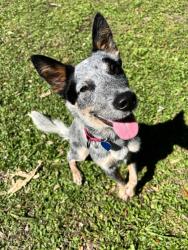 Shelter Stray Female Dog last seen Near s mulberry st, Fellsmere, FL, 6230 77th St, Vero Beach, FL 32967, USA