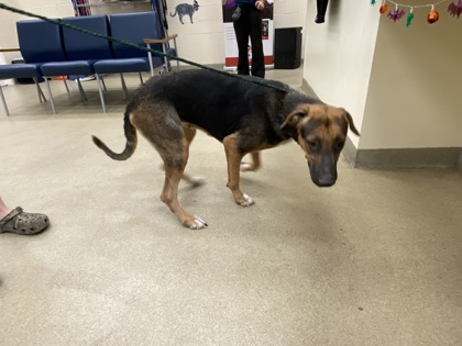 Shelter Stray Female Dog last seen 16th Street 66th street, Vero Beach, FL, 6230 77th St, Vero Beach, FL 32967, USA