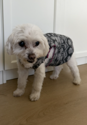 Reunited Female Dog last seen 17th Street and Idaho Avenue, Santa Monica, CA 90403