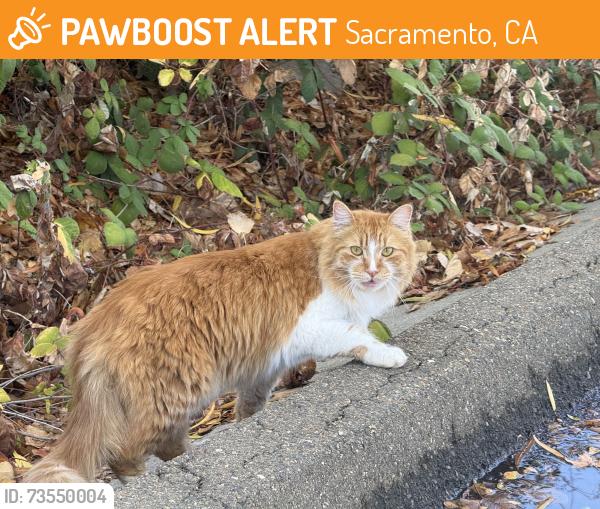 Found/Stray Unknown Cat last seen Pond, Sacramento, CA 95826