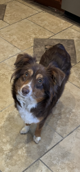Reunited Female Dog last seen 35th ave, Sacramento, CA 95831