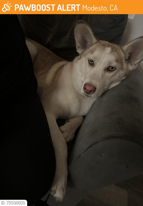 Found/Stray Female Dog last seen Cliff Dr Modesto,ca, Modesto, CA 95351