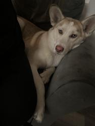 Found/Stray Female Dog last seen Cliff Dr Modesto,ca, Modesto, CA 95351