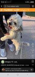 Lost Male Dog last seen Near blueleaf drive, Arlington, TX 76018