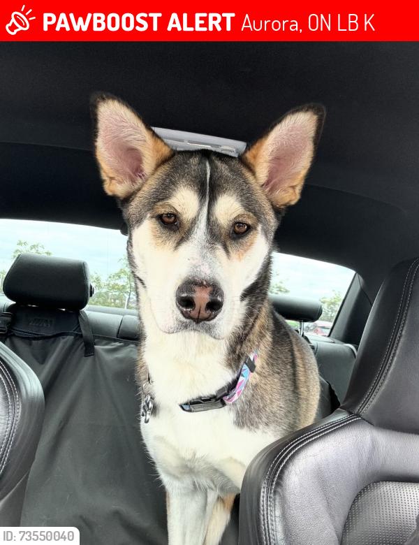 Lost Female Dog last seen Red Cardinal and Bloomington Side Road, Aurora, ON L7B 1K5