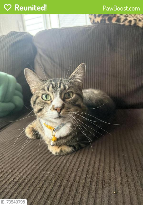 Reunited Male Cat last seen apmts near qt, Saint Charles, MO 63304