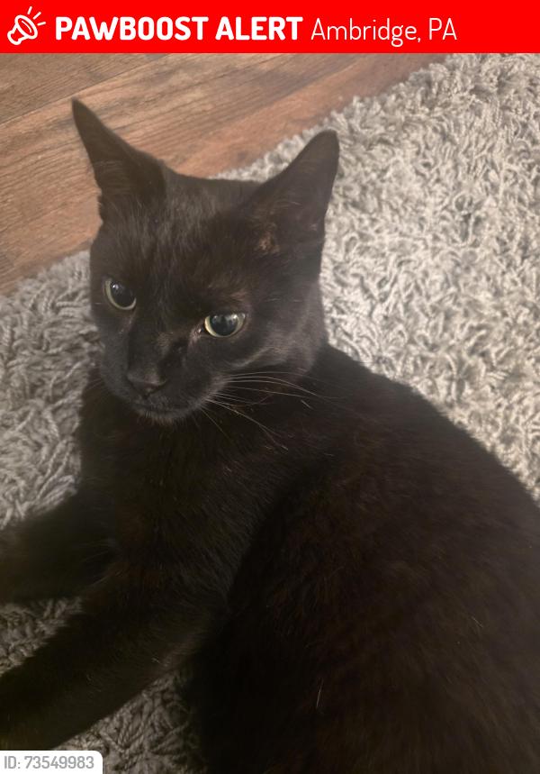 Lost Male Cat last seen 11th street between lenz Ave and beaver road, Ambridge, PA 15003