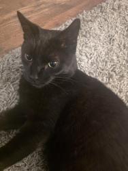 Lost Male Cat last seen 11th street between lenz Ave and beaver road, Ambridge, PA 15003