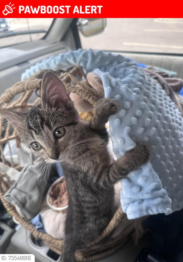 Lost Male Cat last seen 4th & Cook Avenues, White Bear Lake, MN, White Bear Lake, MN 55110